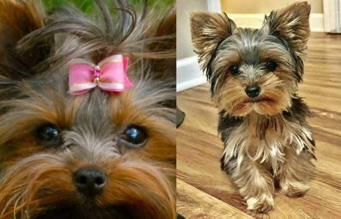 Different Shapes of Yorkie Teddy Bear Cut