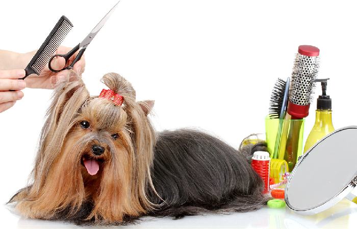 Regular Brushing and Grooming