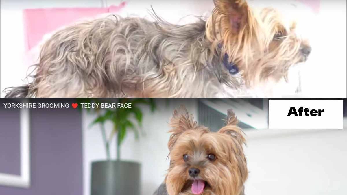 Yorkie Teddy Bear Cut Overview of Different Shapes & Tips