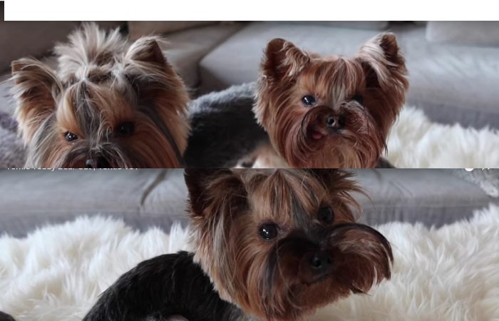 Yorkie Teddy Bear Cut Overview