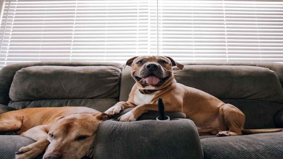Pitbull:Csqjqewsjog= Dogs