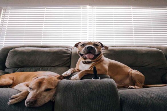 Pitbull_Csqjqewsjog= Dogs