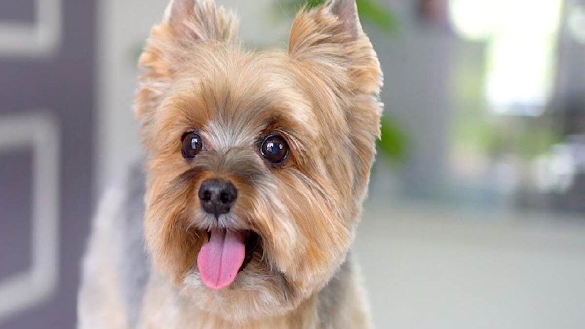 Yorkie Teddy Bear Cut Overview of Different Shapes & Tips