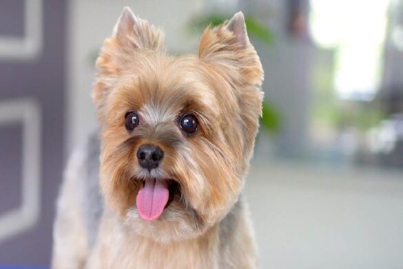 Yorkie Teddy Bear Cut